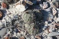 pa_833_coryphantha_palmeri.jpg