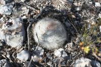 pa_834_mammillaria_candida.jpg