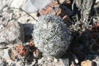 pa_835_neolloydia_conoidea.jpg