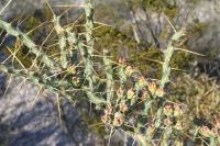 pa_836_cylindropuntia_leptocaulis.jpg