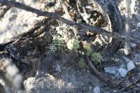 pa_837_micropuntia_sp..jpg
