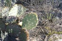 pa_838_opuntia_sp..jpg