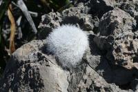 pa_841_mammillaria_candida.jpg