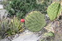 pa_842_opuntia_sp..jpg