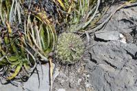 pa_843_thelocactus_conothelos.jpg