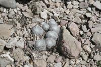 pa_844_mammillaria_sp..jpg