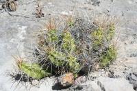 pa_846_echinocereus_pentalophus.jpg