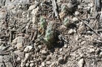 pa_847_micropuntia_sp..jpg