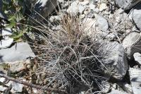 pa_849_thelocactus_bueckii.jpg