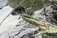 pa_852_echinocereus_pentalophus.jpg