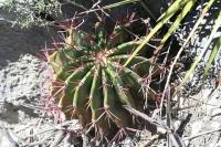 pa_853_ferocactus_steinesii.jpg
