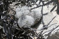 pa_854_mammillaria_albicoma.jpg