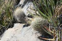 pa_855_thelocactus_conothelos.jpg