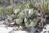 pa_857_opuntia_sp..jpg