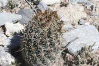 pa_859_coryphantha_glanduligera.jpg