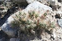pa_860_micropuntia_sp..jpg