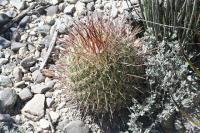 pa_865_thelocactus_conothelos.jpg