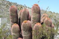 pa_866_ferocactus_steinesii.jpg