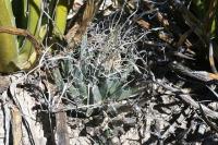 pa_867_leuchtenbergia_principis.jpg