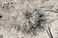 pa_868_thelocactus_hexaedrophorus.jpg
