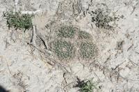 pa_869_mammillaria_heyderi.jpg