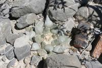 pa_870_ariocarpus_retusus.jpg