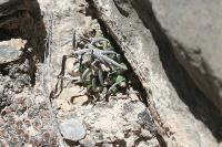 pa_871_turbinicarpus_schmiedickeanus.jpg