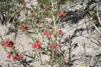 pa_872_cylindropuntia_leptocaulis.jpg