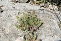 pa_873_echinocereus_pentalophus.jpg