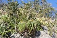 pa_874_ferocactus_echidne_var._victoriensis.jpg