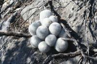 pa_875_mammillaria_sp..jpg
