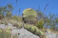pa_876_echinocactus_platyacanthus.jpg