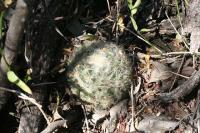 pa_877_mammillaria_baumii.jpg