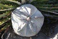 pa_878_astrophytum_myriostigma.jpg