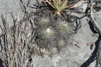 pa_879_gymnocactus_viereckii.jpg