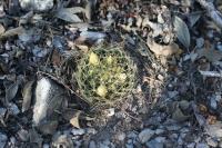 pa_880_mammillaria_viereckii.jpg