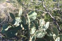 pa_881_opuntia_sp..jpg