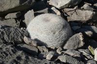 pa_882_mammillaria_candida.jpg