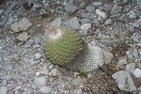 pa_883_thelocactus_conothelos_var._sausieri.jpg