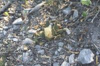 pa_885_ariocarpus__trigonus.jpg