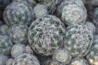 pa_886_coryphantha_sp..jpg