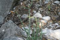 pa_887_cylindropuntia_leptocaulis.jpg