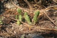 pa_888_echinocereus_pentalophus.jpg