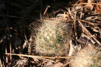 pa_889_mammillaria_baumii.jpg