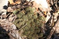 pa_890_mammillaria_prolifera.jpg