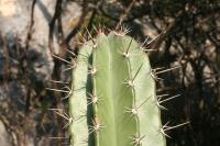 pa_891_stenocereus_pruinosus.jpg