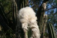 pa_892_pilosocereus_palmeri.jpg