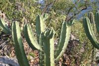 pa_893_myrtillocactus_geometrizans.jpg