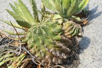 pa_894_ferocactus_echidne_var._victoriensis.jpg
