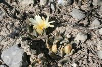 pa_895_ariocarpus_trigonus.jpg